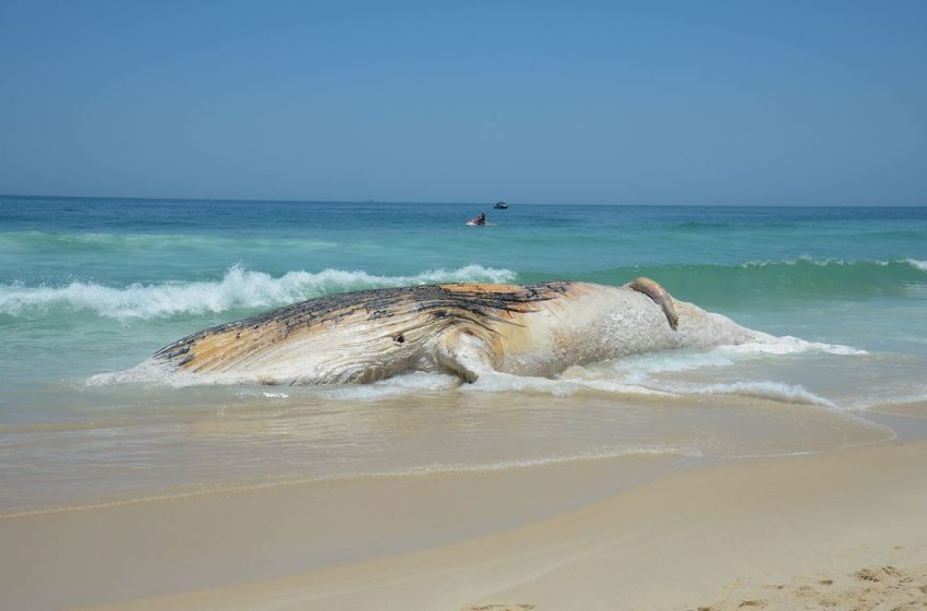  Projeto da Petrobras encontra mais de 30 mil animais mortos em praias