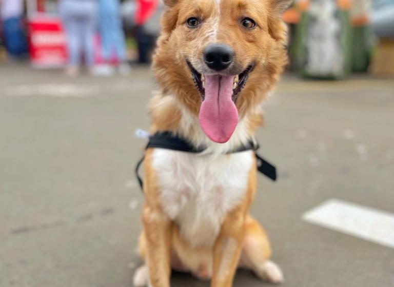  Campanha tenta agilizar adoção de cães em Rio Preto