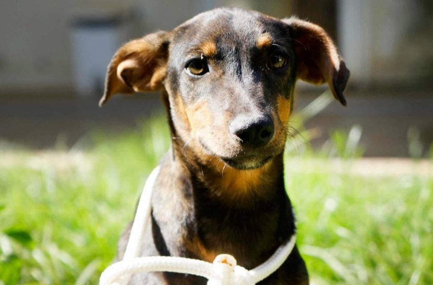  ‘Pet Day’ será promovido em Potirendaba