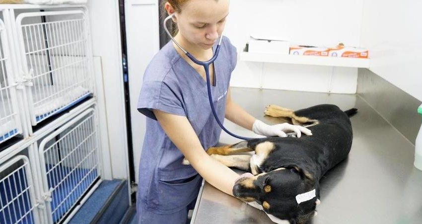  Rio Preto inicia agendamentos para castração de animais