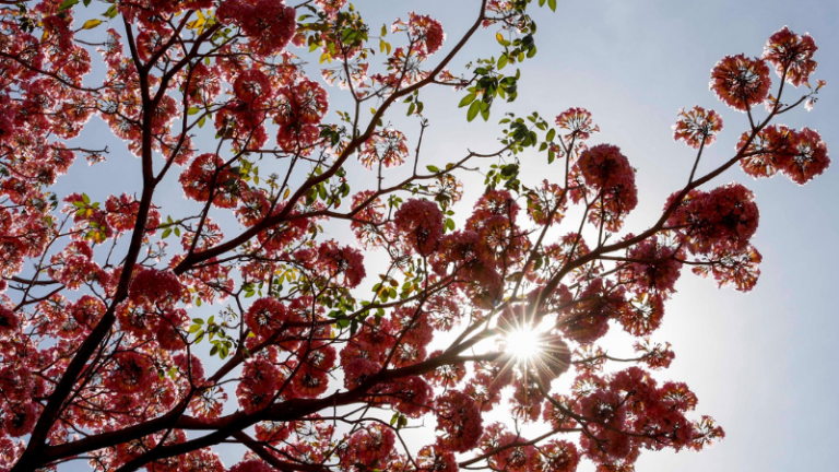  Primavera é marcada pelo calor e chuvas acima da média