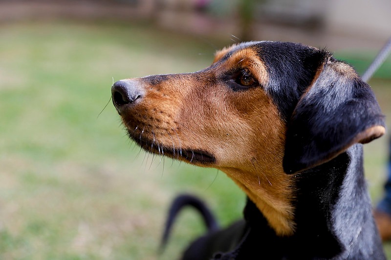  Estampido de fogos pode provocar crises em pets