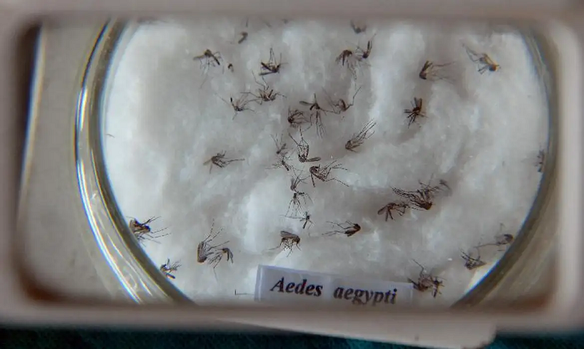  Casos de dengue no Brasil aumentam 17,5% em 2023 
