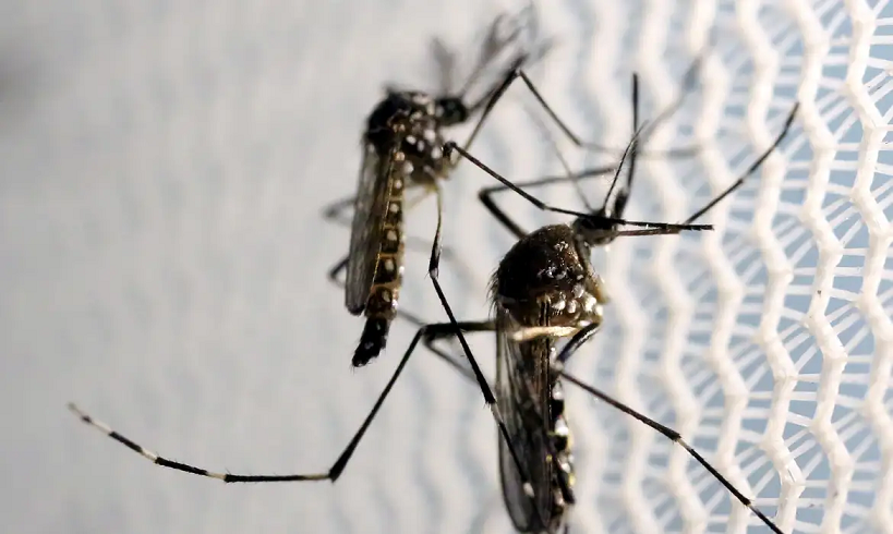  Casos graves de dengue podem causar hepatite e insuficiência renal