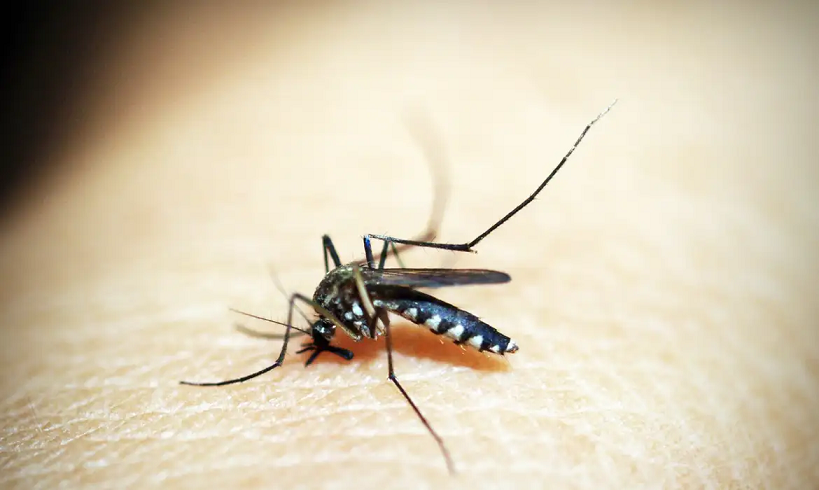  Entenda por que hemorragia não é o principal sintoma da dengue grave