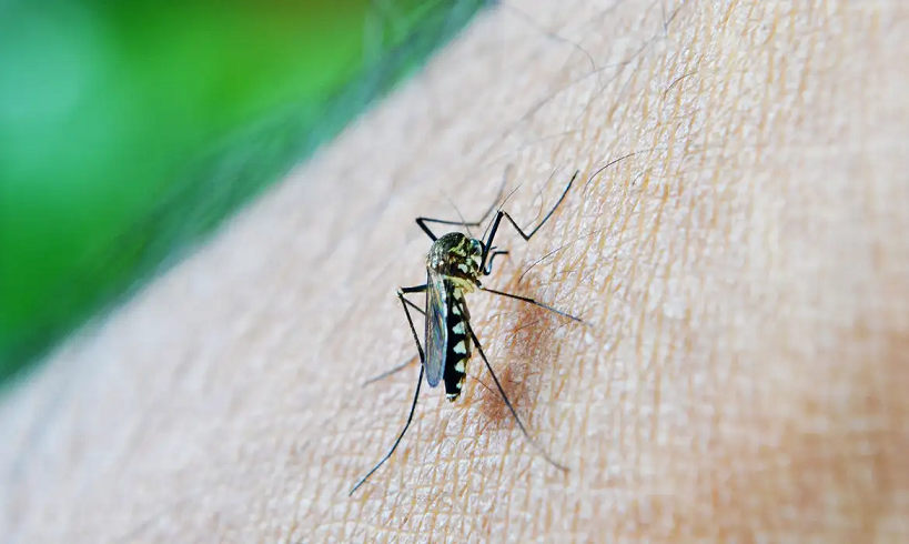  Brasil ultrapassa 650 mil casos de dengue