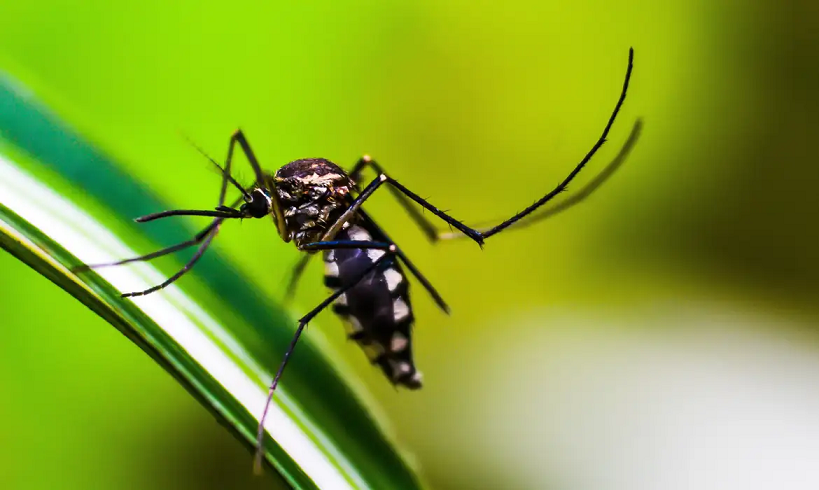  São Paulo promove nesta sexta-feira Dia D contra a dengue