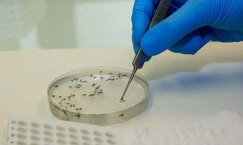  Casos de febre Oropouche crescem no país
