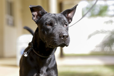  Bem-estar Animal promove campanha de adoção no terminal urbano