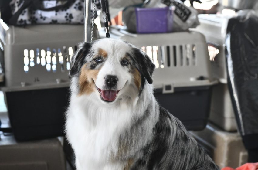  Potirendaba faz sua 1ª Exposição Canina
