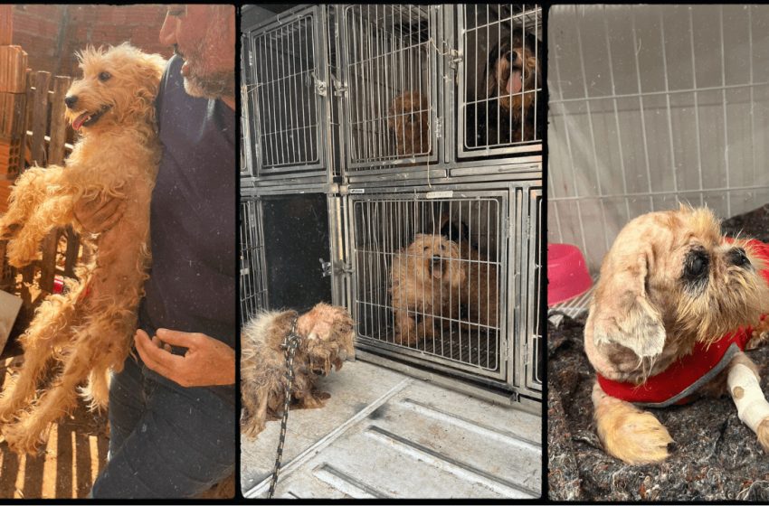  Secretaria do Bem-estar Animal resgata 13 cães